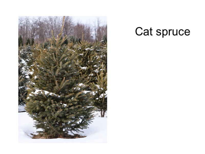 Cat spruce